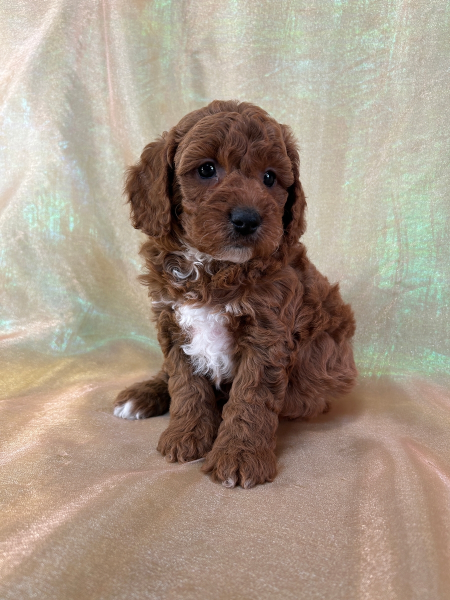 Male Cockapoo Puppy for Sale DOB 10-13-2025 $950